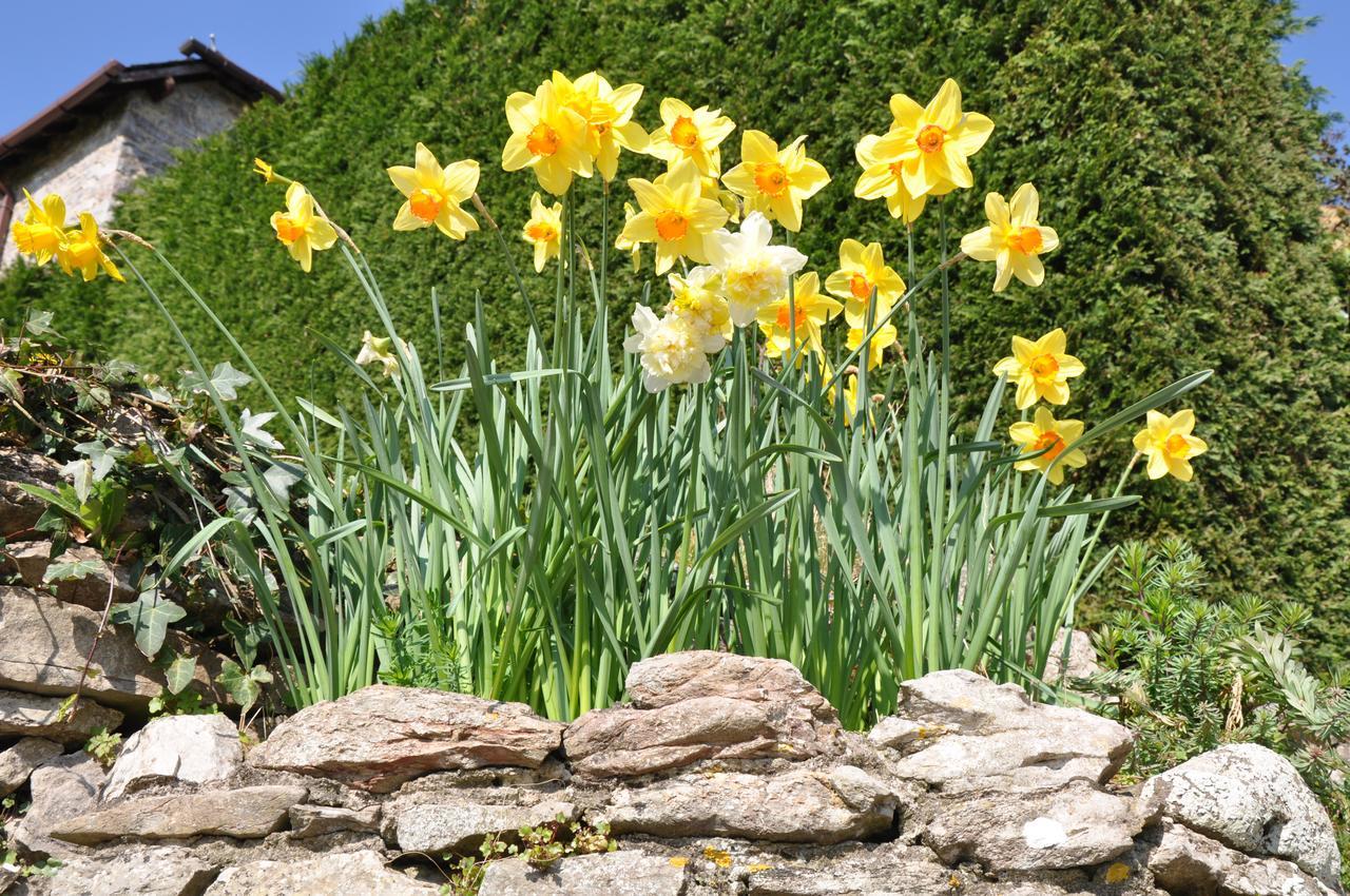 Bed and Breakfast Bulleigh Barton Manor Ipplepen Exterior foto